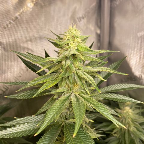 Billy growlog timeline photo
