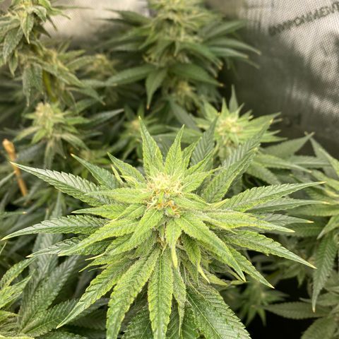 Billy growlog timeline photo
