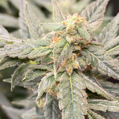 Fruit by the foot (Atlas Seeds) pebbles  growlog timeline photo