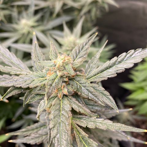 Fruit by the foot (Atlas Seeds) pebbles  growlog timeline photo