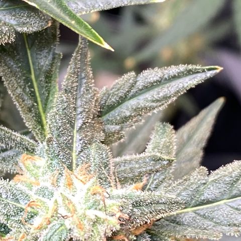 Fruit by the foot (Atlas Seeds) pebbles  growlog timeline photo