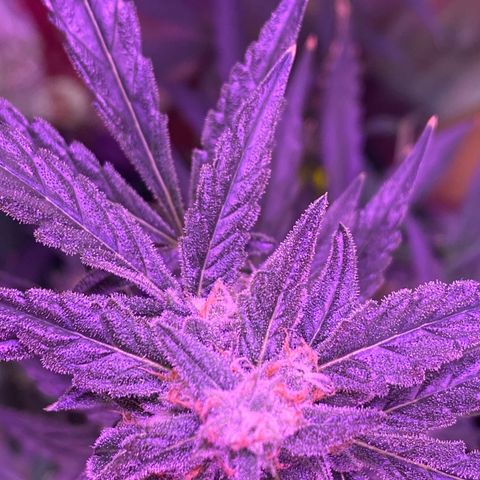 Fruit by the foot (Atlas Seeds) pebbles  growlog timeline photo
