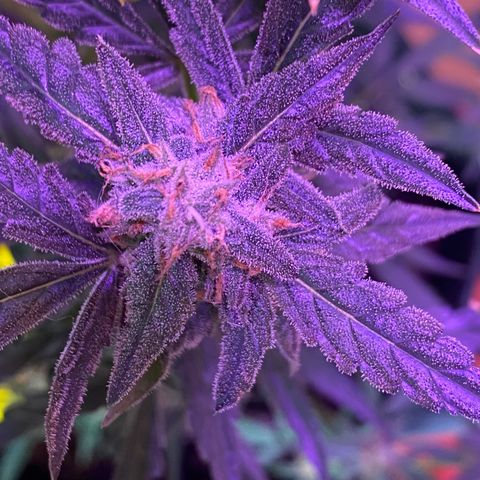Fruit by the foot (Atlas Seeds) pebbles  growlog timeline photo