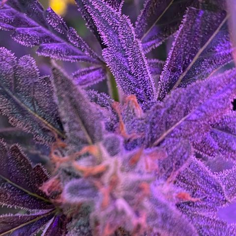 Fruit by the foot (Atlas Seeds) pebbles  growlog timeline photo