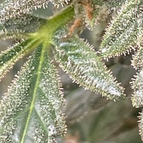 Billy growlog timeline photo