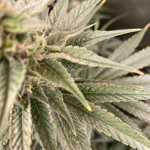 Billy growlog timeline photo