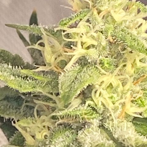 Billy growlog timeline photo