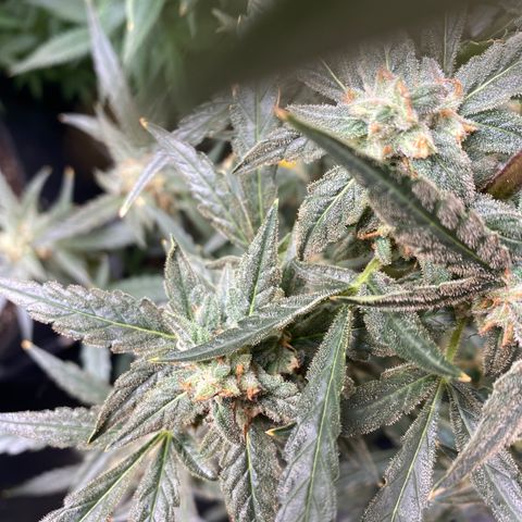 Billy growlog timeline photo