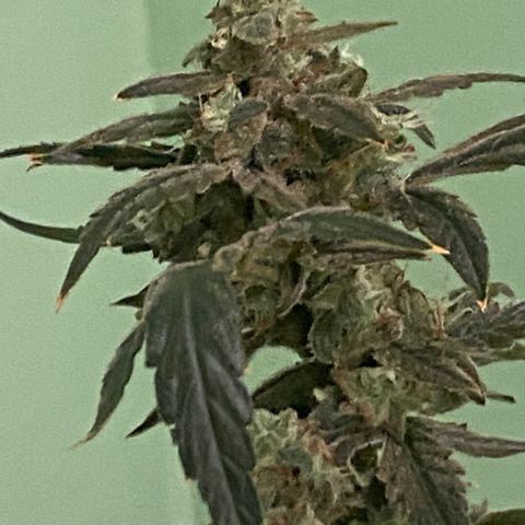 Fruit by the foot (Atlas Seeds) pebbles  growlog photo: Pre harvest