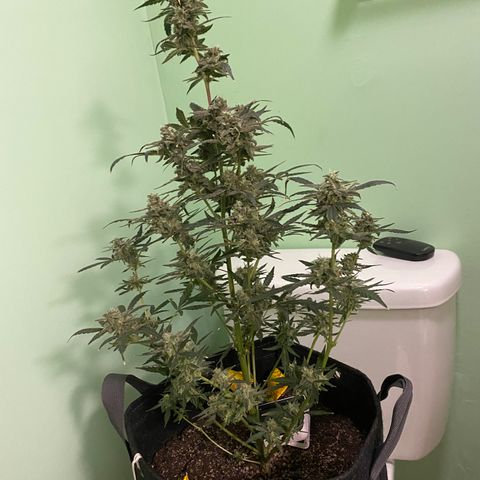 Fruit by the foot (Atlas Seeds) pebbles  growlog photo: Pre harvest