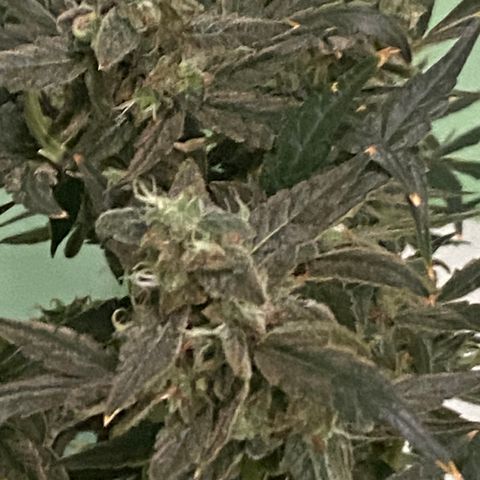 Fruit by the foot (Atlas Seeds) pebbles  growlog photo: Pre harvest