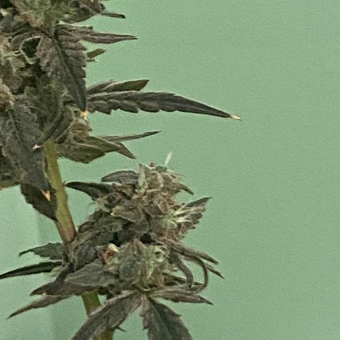 Fruit by the foot (Atlas Seeds) pebbles  growlog photo: Pre harvest