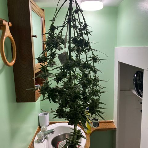 Fruit by the foot (Atlas Seeds) pebbles  growlog photo: Hung for drying
