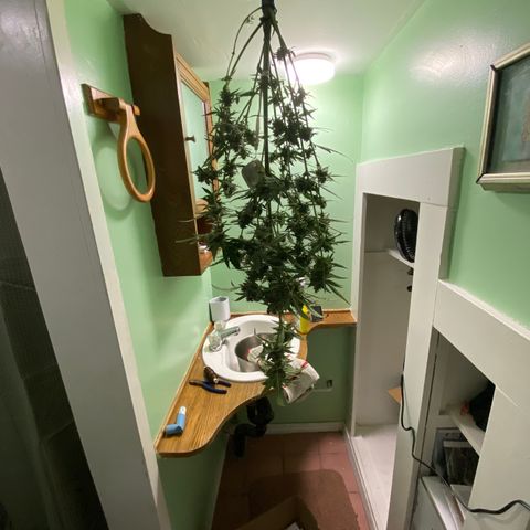 Fruit by the foot (Atlas Seeds) pebbles  growlog photo: Hung for drying