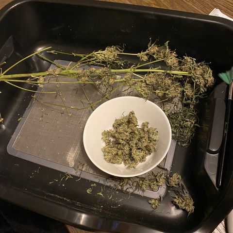 Fruit by the foot (Atlas Seeds) pebbles  growlog timeline photo