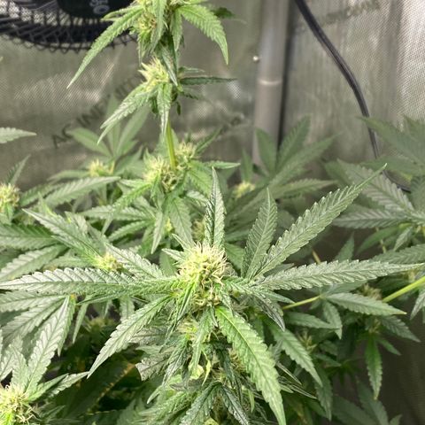Tatiana growlog timeline photo