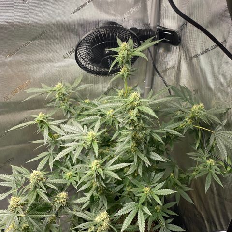 Tatiana growlog timeline photo