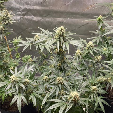 Tatiana growlog timeline photo