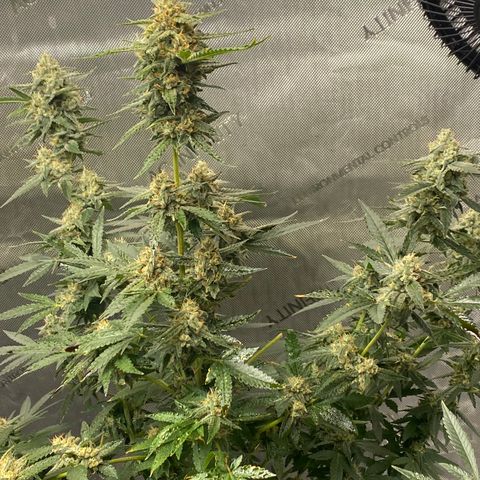 Tatiana growlog timeline photo