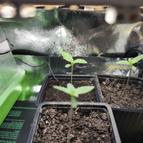 Runtz Muffin 1 growlog timeline photo