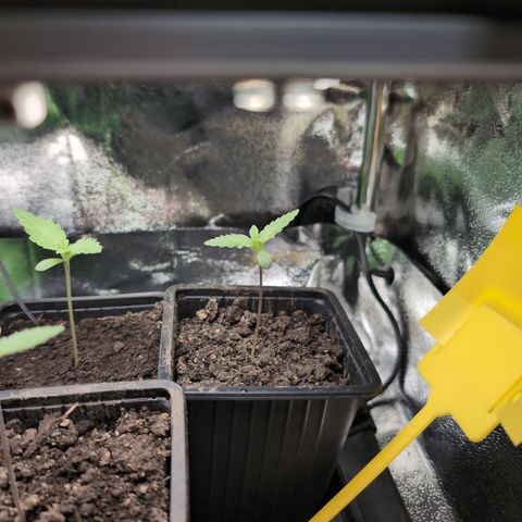 Runtz Muffin 2 growlog timeline photo