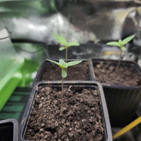 Runtz Muffin 3 growlog timeline photo