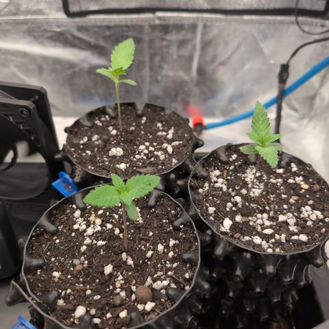 Runtz Muffin 3 growlog timeline photo