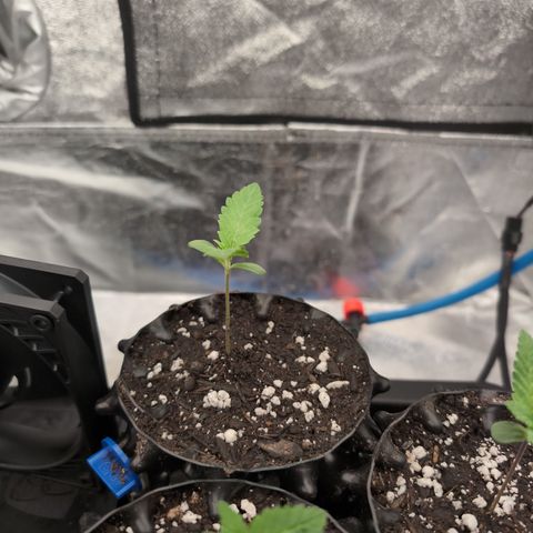 Runtz Muffin 1 growlog timeline photo