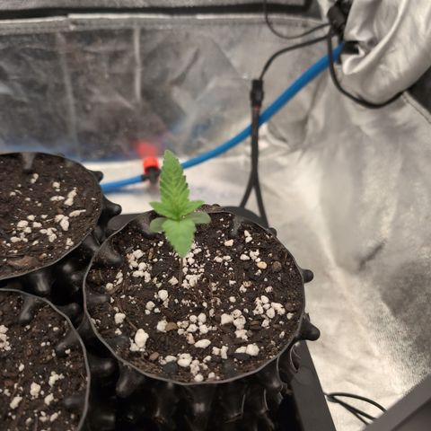 Runtz Muffin 2 growlog timeline photo