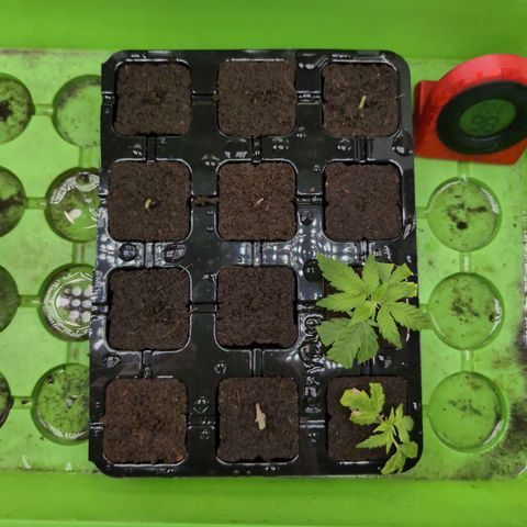 I/01-F1 growlog photo: Keimungsreihenfolge: 10/3/4/5