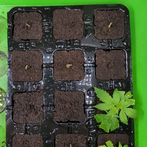 I/01-F1 growlog photo: Keimungsreihenfolge: 10/5/3/4/1/9/
Rest ebenfalls gekeimt, aber nicht zu sehen. 