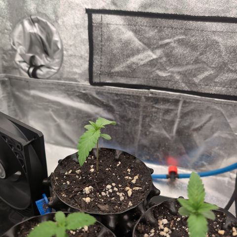 Runtz Muffin 1 growlog timeline photo