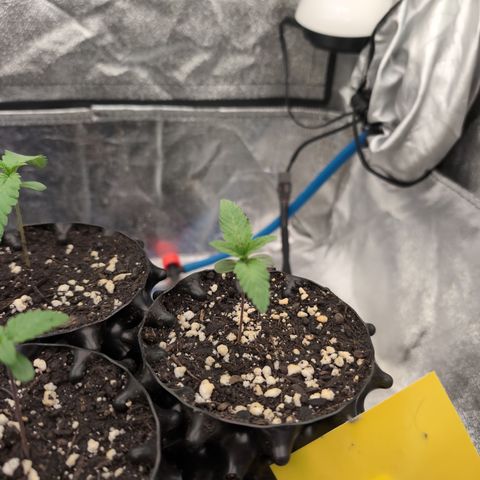 Runtz Muffin 2 growlog timeline photo
