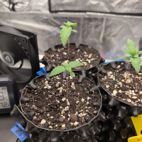 Runtz Muffin 3 growlog timeline photo