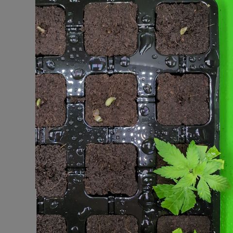 I/01-F1 growlog timeline photo