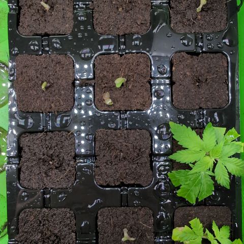I/01-F1 growlog timeline photo