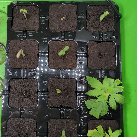I/01-F1 growlog timeline photo