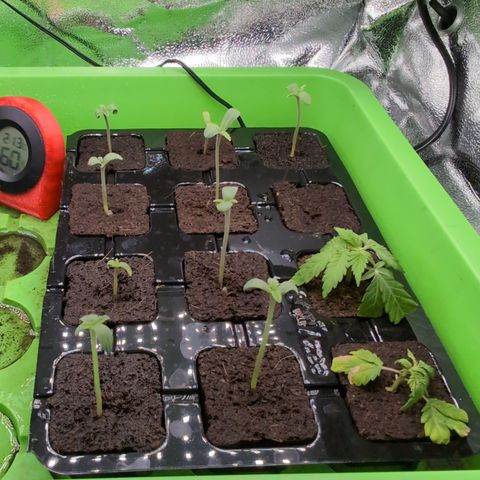 I/01-F1 growlog timeline photo