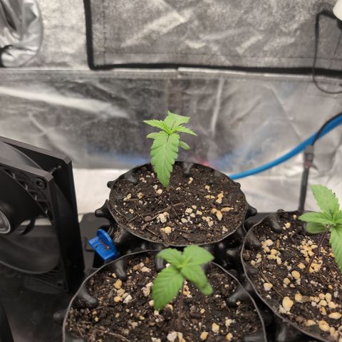 Runtz Muffin 1 growlog timeline photo