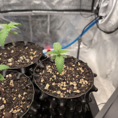 Runtz Muffin 2 growlog timeline photo