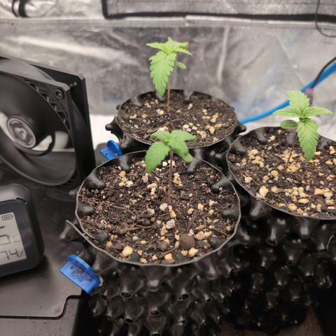 Runtz Muffin 3 growlog timeline photo