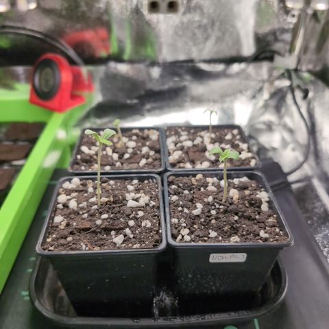 I/01-F1 growlog timeline photo