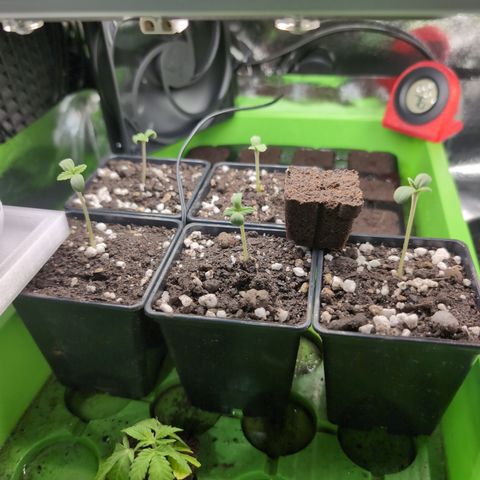 I/01-F1 growlog timeline photo