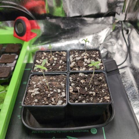 I/01-F1 growlog timeline photo