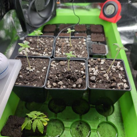 I/01-F1 growlog timeline photo