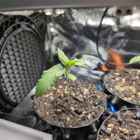 Runtz Muffin 1 growlog timeline photo