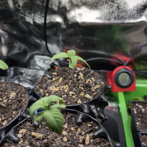 Runtz Muffin 2 growlog timeline photo