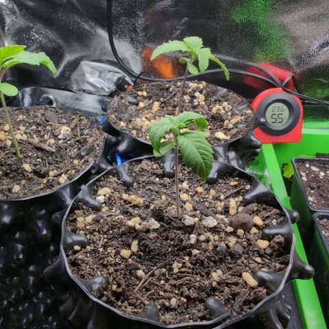 Runtz Muffin 3 growlog timeline photo