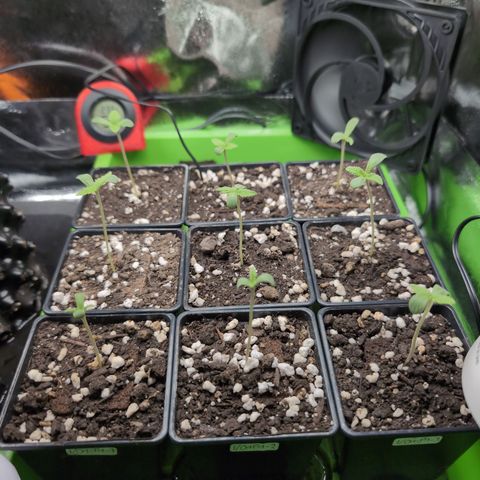 I/01-F1 growlog timeline photo