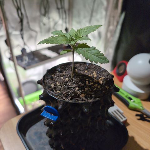Runtz Muffin 1 growlog timeline photo